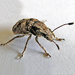 Bruchid species